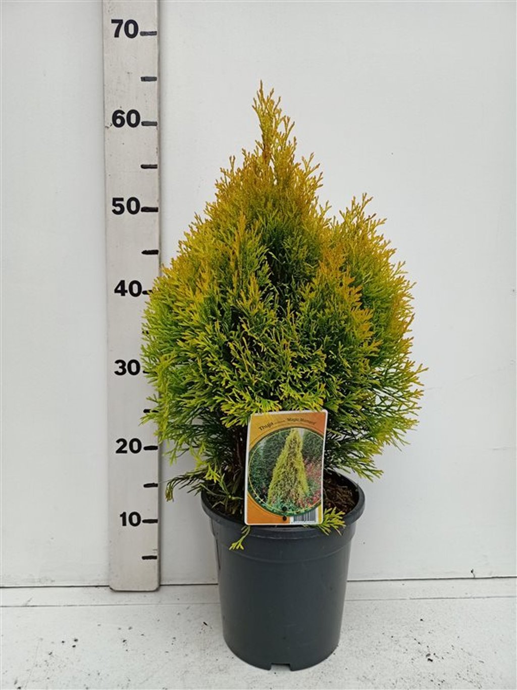 Thuja occ. 'Filips Magic Moment' - C3 30-40 CM